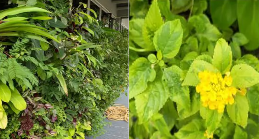 Images showing green wall up close and flower of 70 different species